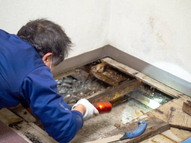 Best Mold Cleaning Services  in Sutter Creek, CA