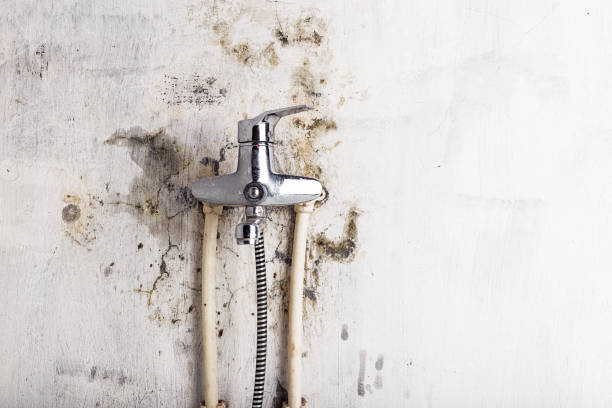 Best Same-Day Mold Removal  in Sutter Creek, CA