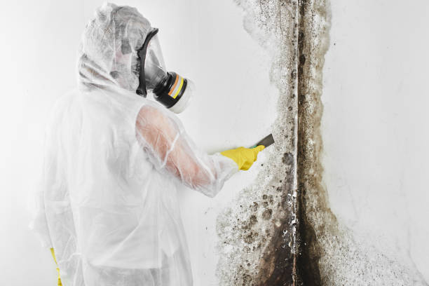Best Mold Damage Repair  in Sutter Creek, CA