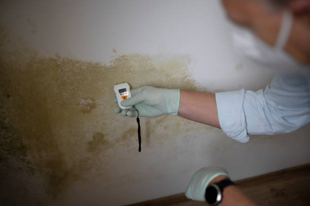 Mold Removal and Inspection in Sutter Creek, CA