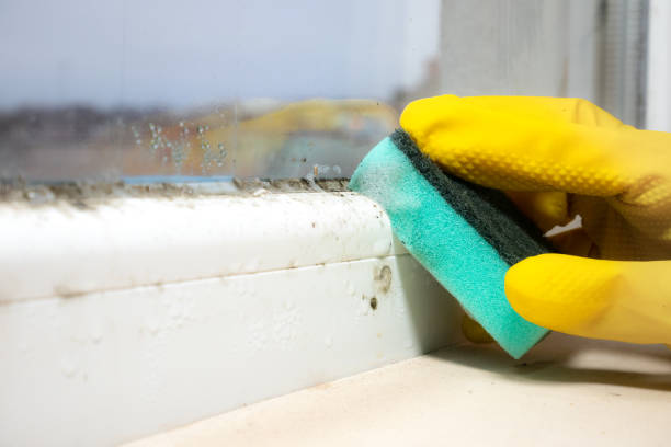 Best Residential Mold Removal  in Sutter Creek, CA
