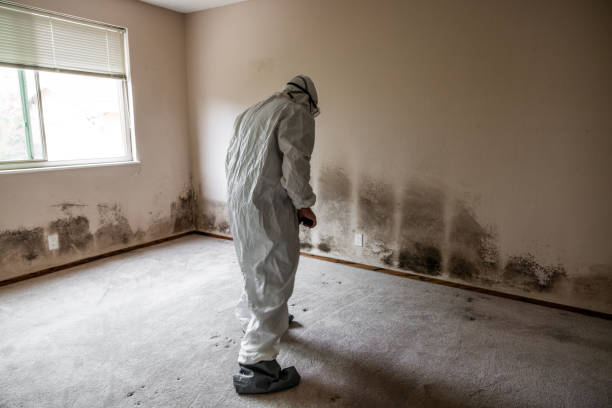 Best Office Mold Removal Services  in Sutter Creek, CA