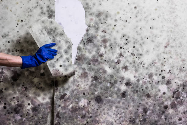 Best Mold Testing and Removal  in Sutter Creek, CA